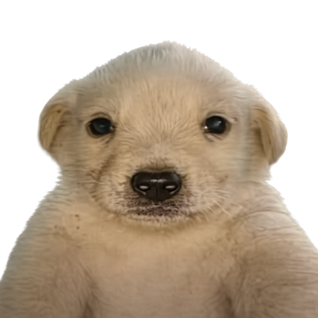 Jotchua staring directly at the camera